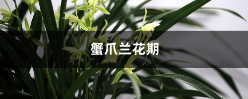 蟹爪兰花期是什么时候，花期施什么肥最好