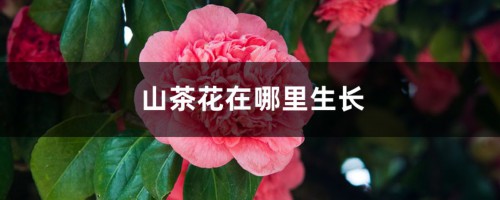 山茶花在哪里生长，在北方能养活吗