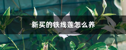 新买的铁线莲怎么养