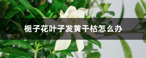 栀子花叶子发黄干枯怎么办