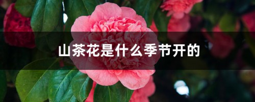 山茶花是什么季节开的，山茶花是哪个市市花