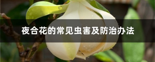 夜合花的常见虫害及防治办法