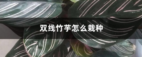 双线竹芋怎么栽种