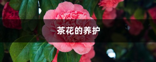 茶花的养护